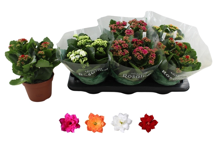 <h4>KAL GE RO GEM 4 KL</h4>