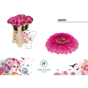 Germini Pomponi Janou Water x60