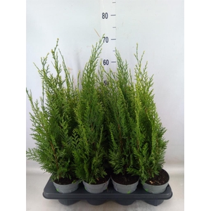 Chamaecyparis laws. 'White Spot'