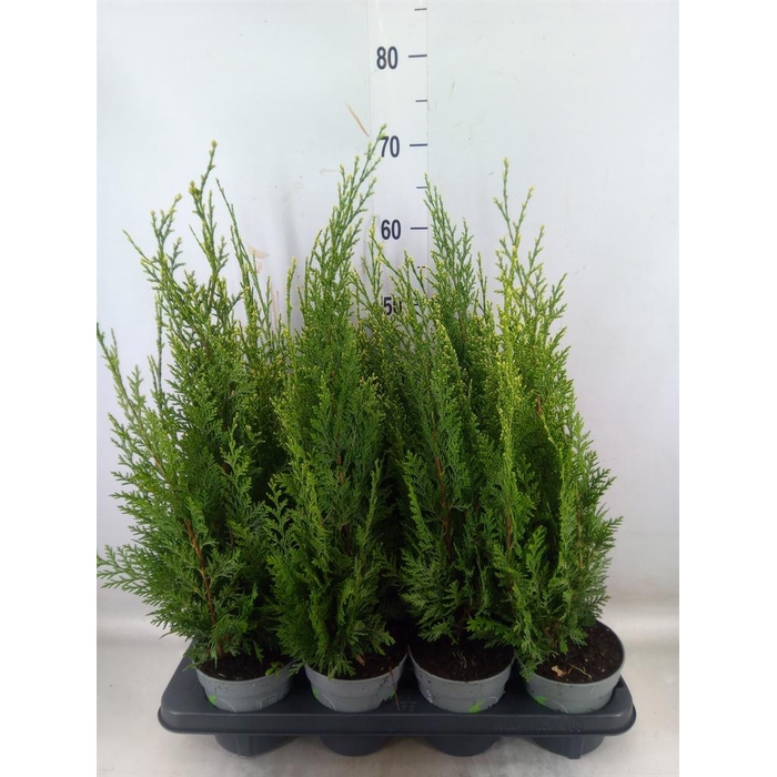 <h4>Chamaecyparis laws. 'White Spot'</h4>