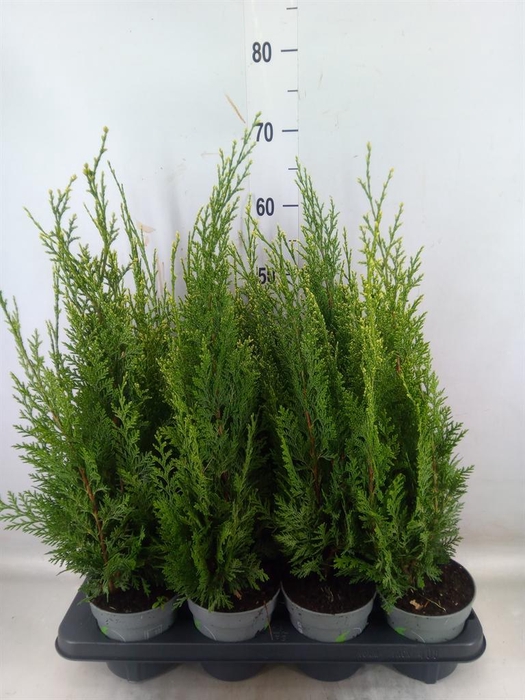 Chamaecyparis laws. 'White Spot'