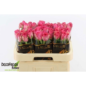R GR DONKER ROSE