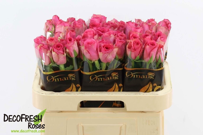 <h4>R GR DONKER ROSE</h4>