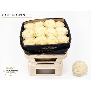 Rosa Garden Aspen