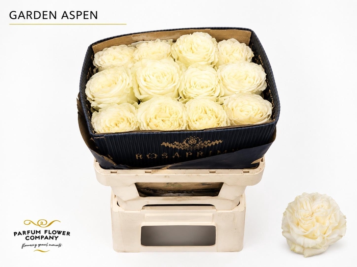 <h4>Rosa Garden Aspen</h4>