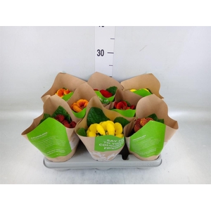 Calceolaria herbeohybrida