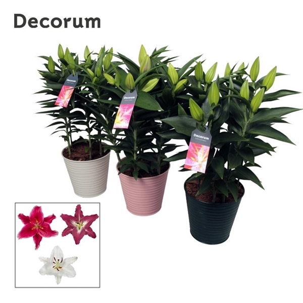 Lilium Oriental Mix 19cm ZINK