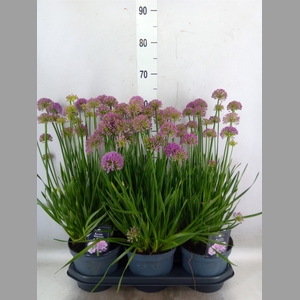 Allium  'Millenium'