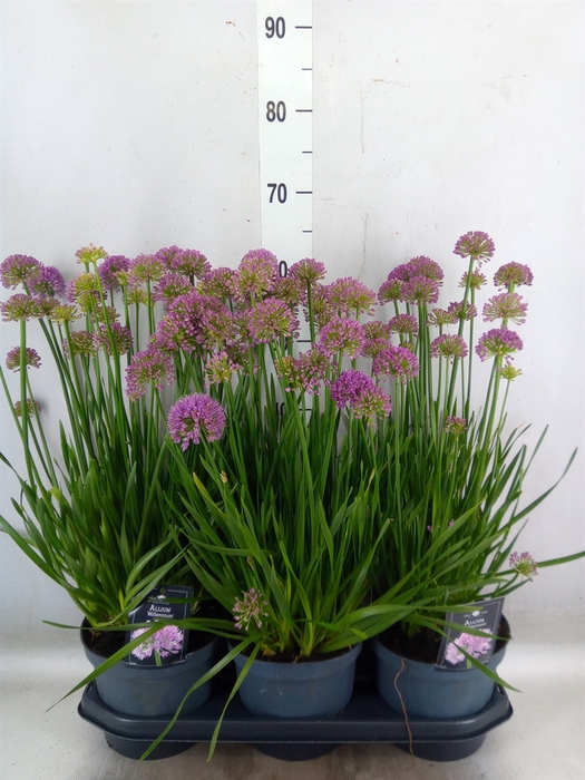 <h4>Allium  'Millenium'</h4>