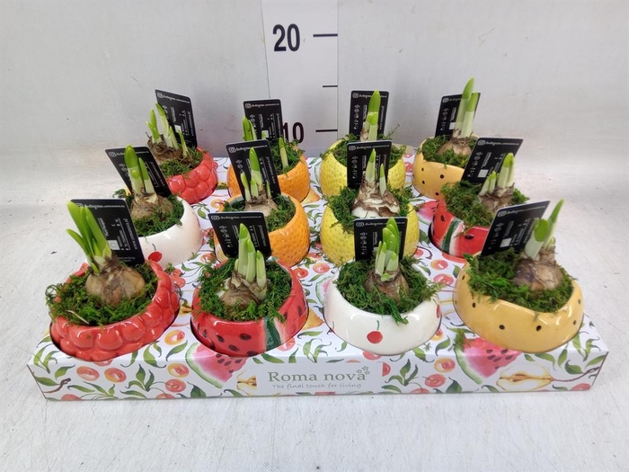 <h4>Arr. Narcissus</h4>