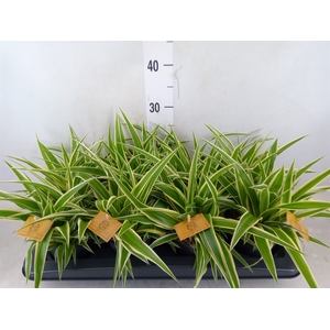 Chlorophytum com. 'Ocean'