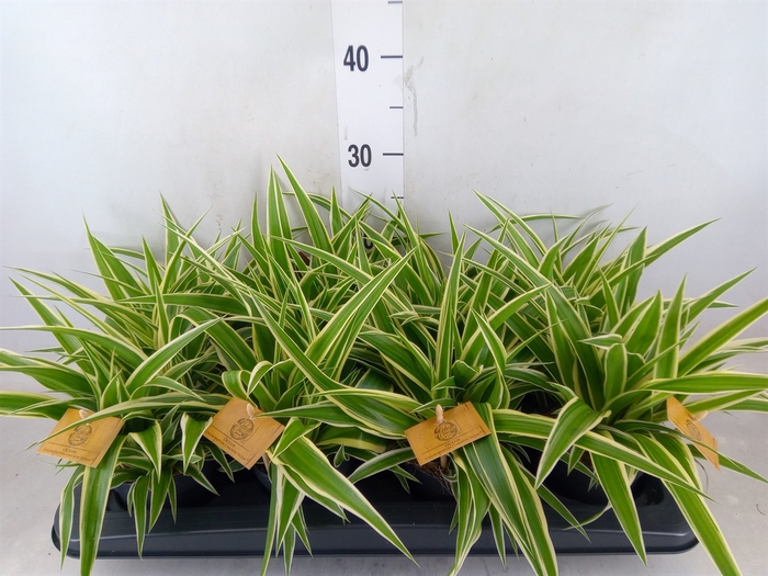 <h4>Chlorophytum com. 'Ocean'</h4>