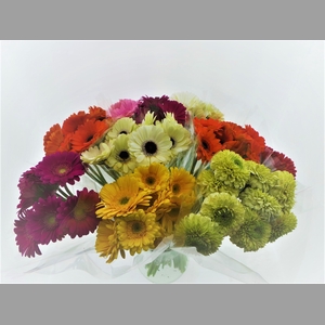 BQ Mono Germini x10 mix 50cm