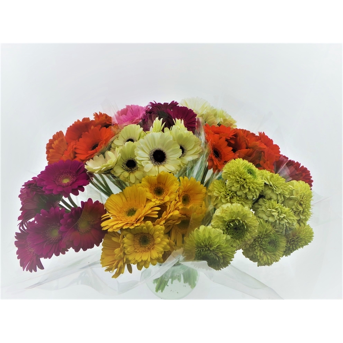 <h4>BQ Mono Germini x10 mix 50cm</h4>