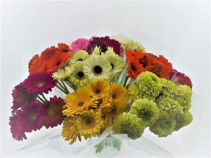<h4>BQ Mono Germini x10 mix 50cm</h4>