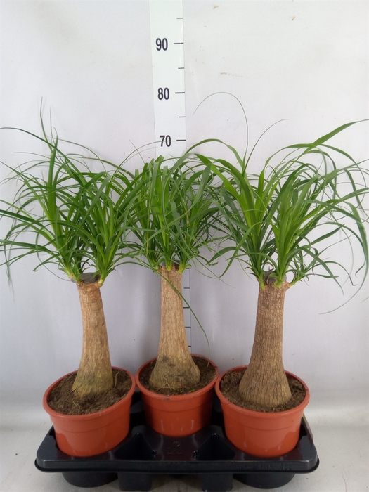 <h4>Beaucarnea recurvata</h4>