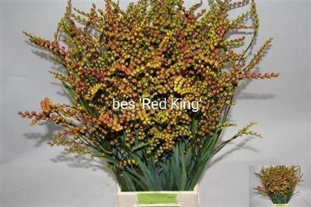 <h4>Crocosm Bes Red King</h4>