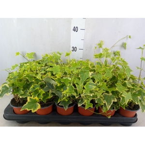 Hedera helix 'Goldchild'