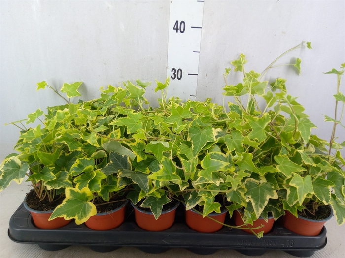 <h4>Hedera helix 'Goldchild'</h4>
