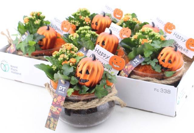 <h4>ARR KAMERPL</h4>