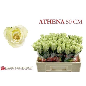 Rosa grootbloemig Athena