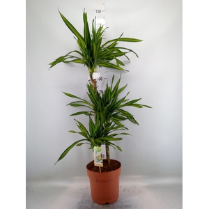 Dracaena frag. 'Riki'