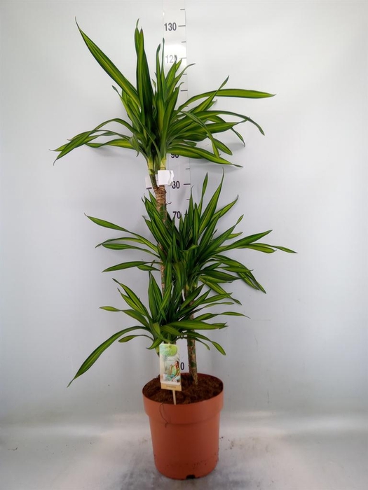 <h4>Dracaena frag. 'Riki'</h4>