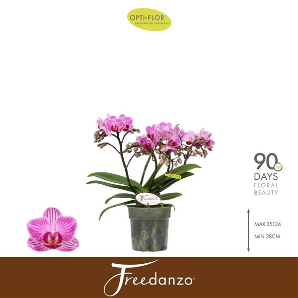 <h4>Phalaenopsis Multifloratypes overig paars</h4>