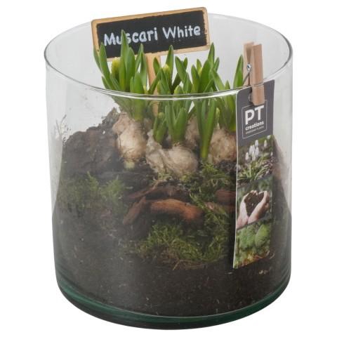 <h4>PTWMB8167 Arrangement Muscari White in glazen vaas</h4>