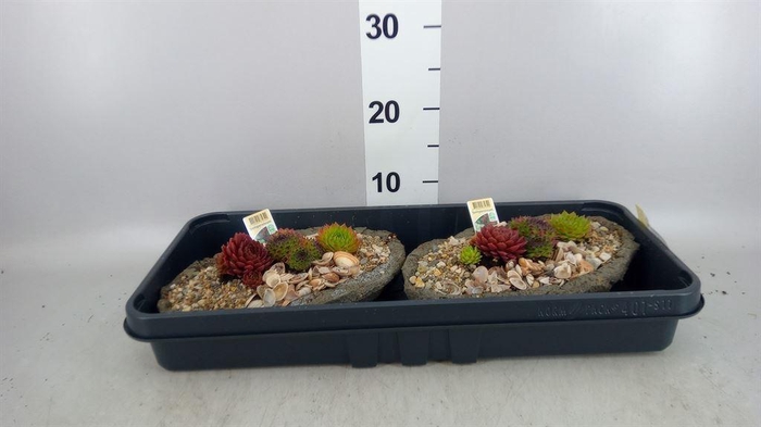 <h4>Arr.   Tuinplanten L%</h4>