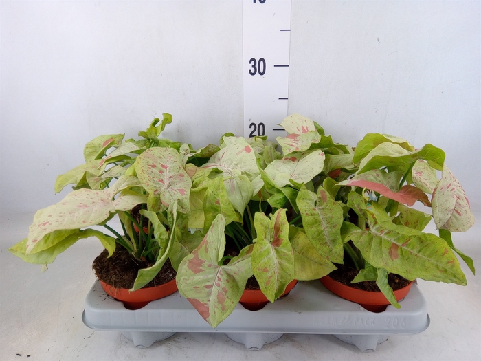 <h4>Syngonium   ...</h4>