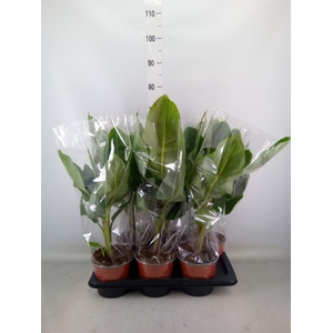 Musa  'Dwarf Cavendish'