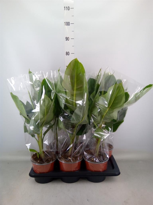 <h4>Musa  'Dwarf Cavendish'</h4>