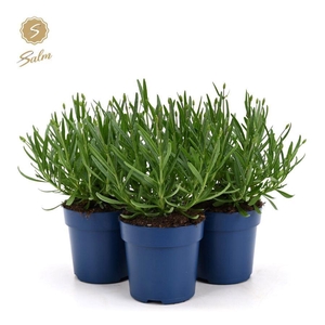 Lavandula ang. 'Felice'® Collection P10,5