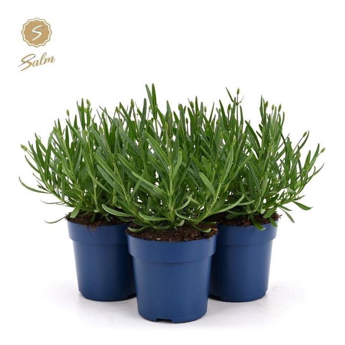 <h4>Lavandula ang. 'Felice'® Collection P10,5</h4>