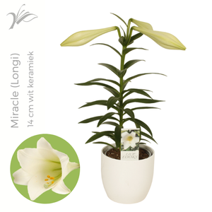 Lilium longiflorum 'Miracle' 14 cm wit keramiek (or. lelie)