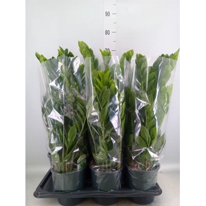 Zamioculcas zamiifolia