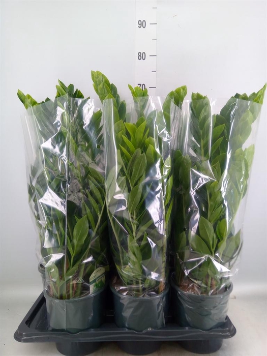 <h4>Zamioculcas zamiifolia</h4>