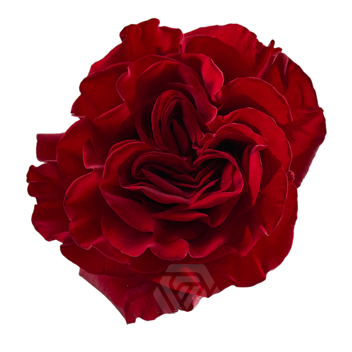 <h4>R GR HEARTS</h4>