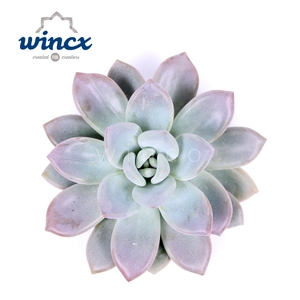 Graptoveria Opalina Cutflower Wincx-12cm