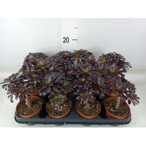 Aeonium arboreum 'Atropurpureum'