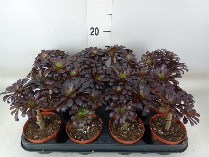 <h4>Aeonium arboreum 'Atropurpureum'</h4>