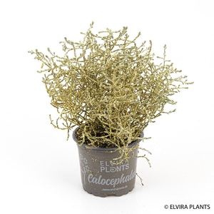 CALOCEPHALUS BROWNII bio