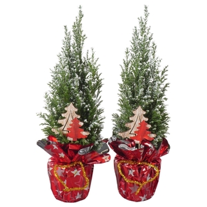 PTK25114 Ellwoodii met sneeuw in rondella folie met decoratie