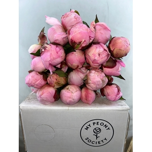 Paeonia Nick Shaylor