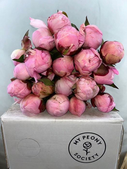 <h4>Paeonia Nick Shaylor</h4>