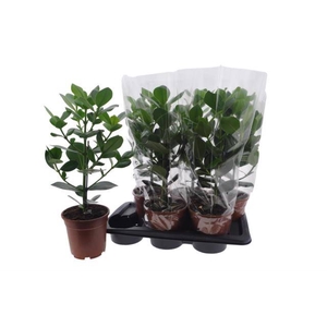 Clusia rosea Princess 17Ø 50cm 1pp