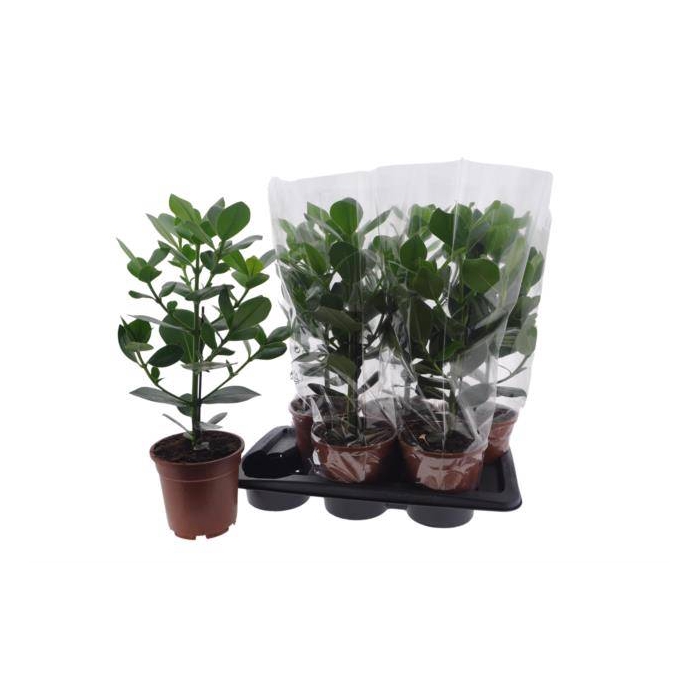 <h4>Clusia rosea Princess 17Ø 50cm 1pp</h4>