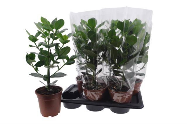 Clusia rosea Princess 17Ø 50cm 1pp