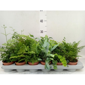 Ferns   ...mix